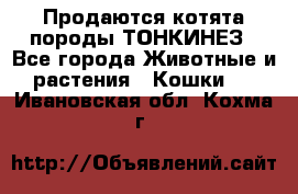 Продаются котята породы ТОНКИНЕЗ - Все города Животные и растения » Кошки   . Ивановская обл.,Кохма г.